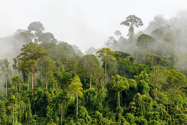 Hutan Tropis