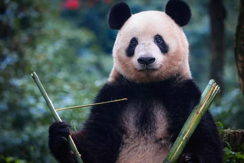 Panda Raksasa