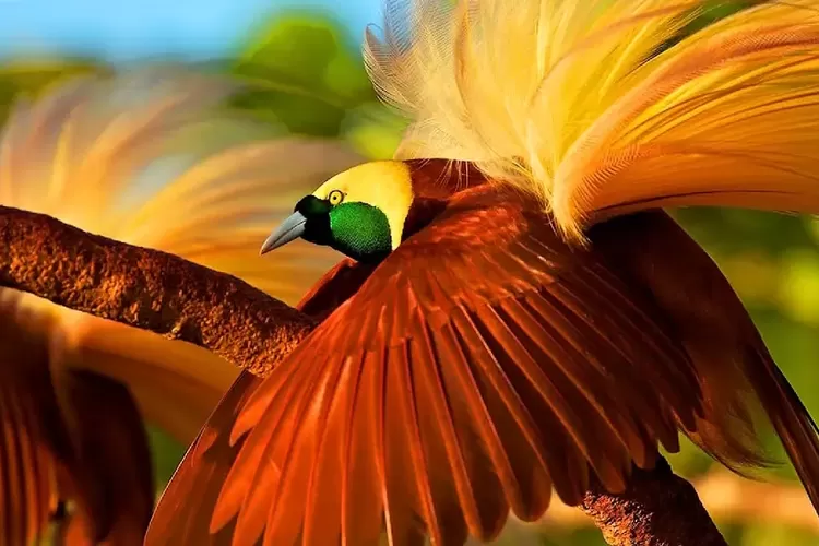 Burung Langka