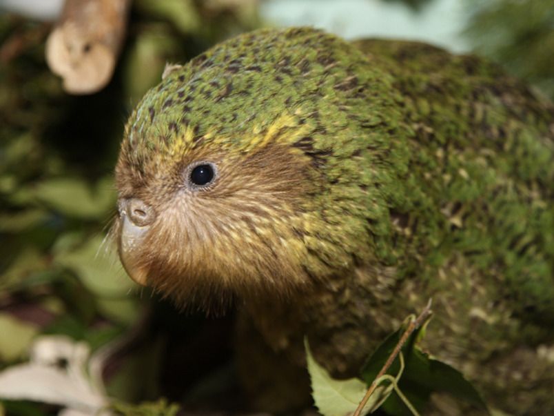 Fakta Burung Kakapo Selandia Baru yang Langka dan Unik