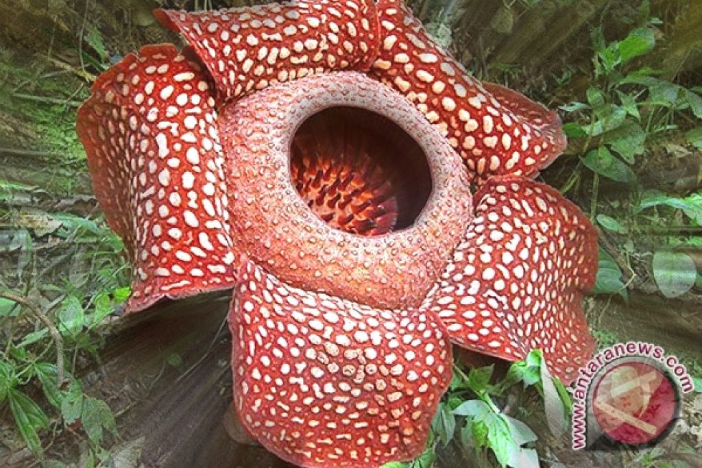 Rafflesia arnoldii