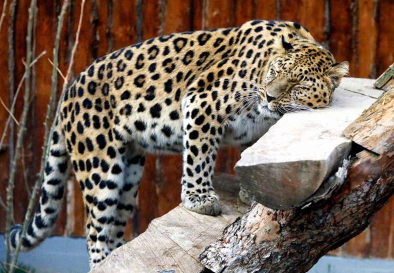 Macan Tutul Amur