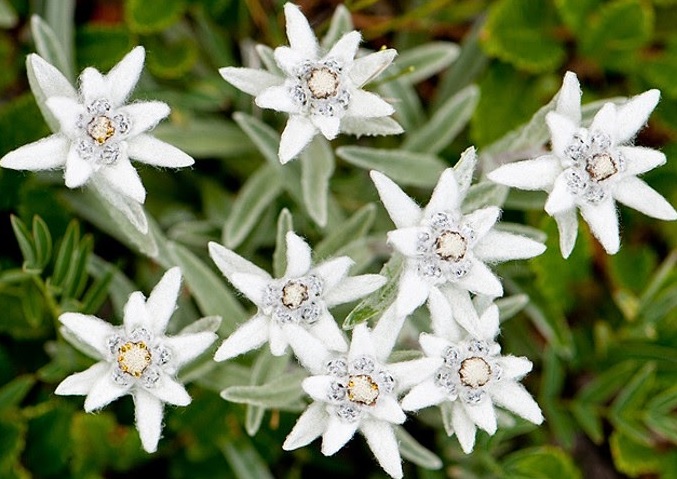 Bunga Langka